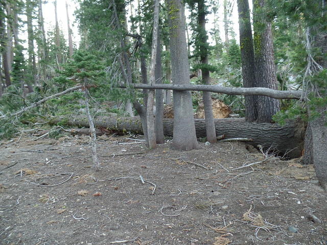 SAM 0800