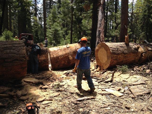South Fork work May 2014 (11)