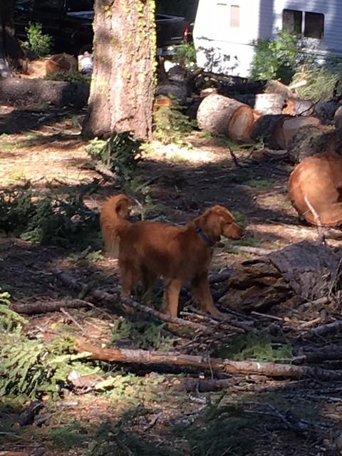 South Fork Campground Clean Up 29