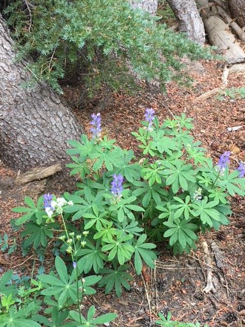 barrett work weekend 2017